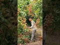 Download Lagu Let's Harvest the Sweetest Longan #satisfying @HappyFarm85