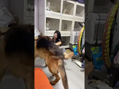 🐶 这大德牧玩嗨了直接扑过来， 给我整得人都往后仰！ 粘人起来谁扛得住啊🥰 #夫妻日常 #家庭陪伴护卫犬 #宠物与主人互动