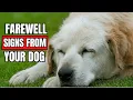 Download Lagu How to Know When It’s Time? (Saying Goodbye to Your Dog)