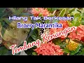 Hilang Tak Berkesan. Broery Marantika. #tembangkenanganterbaik #nostalgiaterbaik #broerymarantika