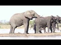 GIANT Elephant Bull Breeding Herds Rivalry Trumpeting