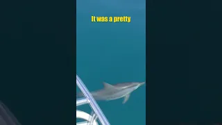 Dolphins Swimming with our Boat!