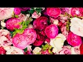 Download Lagu Pink!!