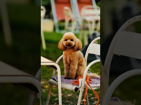 I took a photo of this adorable dog 🐶📸 #streetphotography