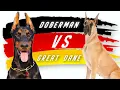 Doberman vs Great Dane who will win Pets Mall