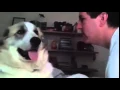 Dog Slap GIF
