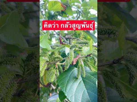 คิดว่า มัลเบอร์รี่กลัวสูญพันธุ์ #วิถีชาวบ้าน #เกษตรกรชาวบ้าน