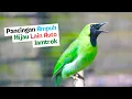 Download Lagu Cucak Ijo Gacor Cepat Untuk Memancing Ijo Yang Telat Panas Agar Mau Jamtrok dan Emosi Bongkar Isian
