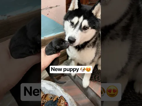 Panda k puppy 😍 #shorts #dog #husky #puppy