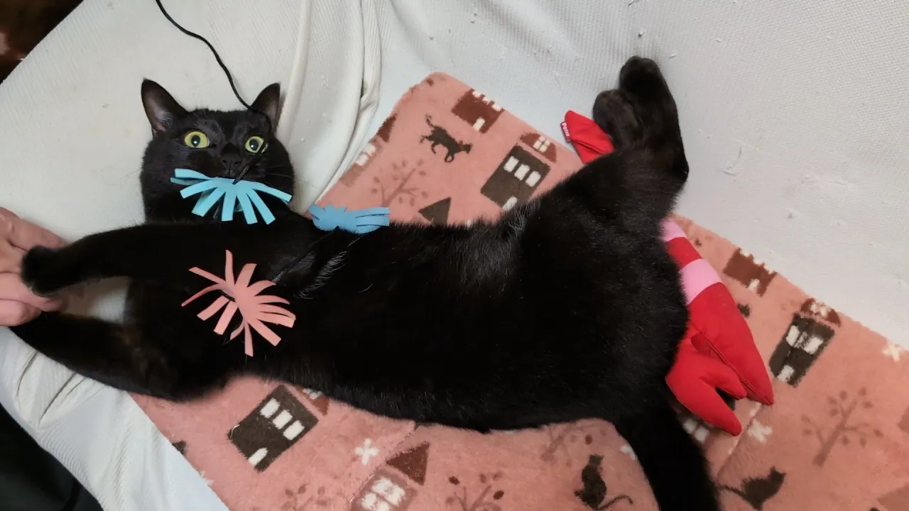 遊び中に頭を撫でると変な顔になってしまう黒猫【黒猫ロコちゃん】