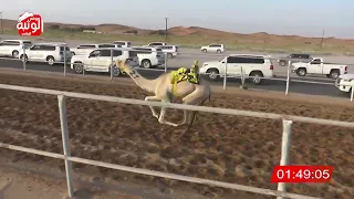 الشوط 8 لهايب لـ سيف سالم بن حمد الدرعي 3 05 55 شارة الديوان 2024 09 06 حقايق الرقيعات 