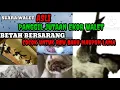 Download Lagu #viral #tranding Suara Panggil Walet, jutaan Walet datang bersarang di RBW #walet @howtochannel599