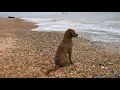 3 Dogs Springer Labrador Chesapeake Bay Retriever puppy playing on Sizewell Beach a month later