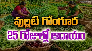 ప్రకృతి వ్యవసాయంలో ఆకుకూరల సాగు – రైతుకు నిరంతర ఆదాయానికి మంచి అవకాశం! 🌿🌾 @Raitunestham