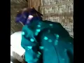Download Lagu Status WA .nenek tua tertawa lucu