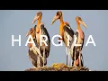 Hargila