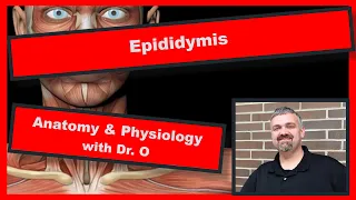 Epididymis Anatomy and Physiology