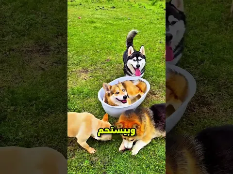 كل ده عشان عيد ميلاد الكلب #viral