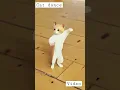 cat dance video ma popo song video #short # video