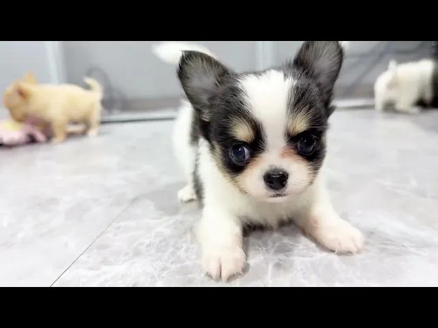 動画