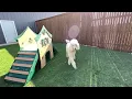 Canine Country Club Amarillo Texas