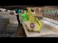 Download Lagu Budgie laying an egg