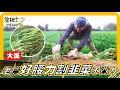 🔎《Williams' Treasure Hunt》Daxi produces chives?! You didn't know that! LeBron James's waist stren...