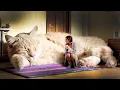 Download Lagu Топ 10 САМЫХ БОЛЬШИХ КОШЕК В МИРЕ | САМЫЕ КРУПНЫЕ ПОРОДЫ КОШЕК | Мейн-Кун или Саванна, кто крупнее?