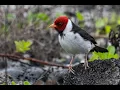 Birds of Big Island Hawaii