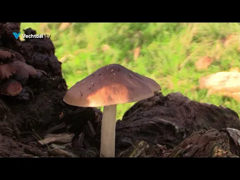De Herfst met al zijn prachtige kleuren!