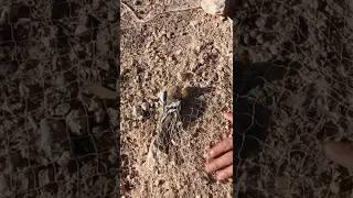 صيد الحسون الظالم 