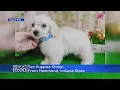 10 puppies stolen from Hammond Indiana store