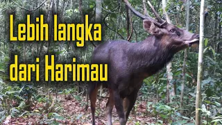 Download Hewan ini lebih langka dibandingkan Harimau MP3