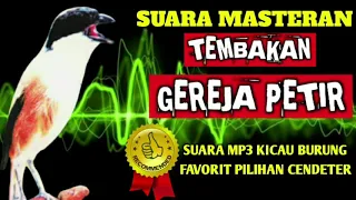 masteran gereja petir suara cendet petir mahadewa sf madura
