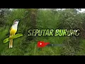 Download Lagu Suara pikat prenjak tebu _ audio jernih _ tanpa iklan