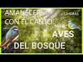 Download Lagu Sonidos RELAJANTES de PÁJAROS🦜 [CANTO de las AVES en el BOSQUE] 12 HORAS😲