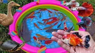 Mancing banyak ikan warna warni, ikan lele besar, ikan cupang, ikan hias, ikan koi, ikan mas, bebek