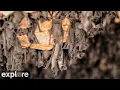 LIVE Bat Cam Inside the Bracken Cave Colony explore org