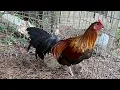 Feeding Gamefowl