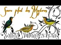 Download Lagu Suara pikat Kolibri Wulung // Suara masteran burung Kolibri wayang