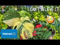 You wont believe what I found at Walmart Plant Shopping Big Box Store