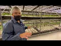 See Cresco Labs biggest Illinois cannabis grow site
