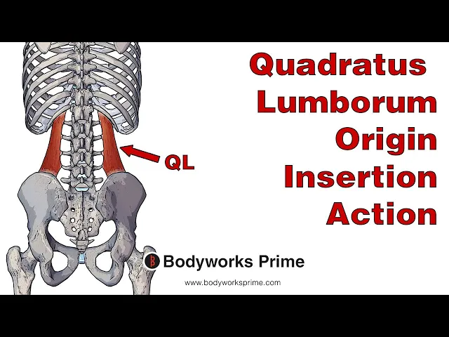 M 2024 quadratus lumborum