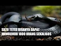 Download Lagu 5 ULAR BERBISA PALING BERBAHAYA DI DUNIA - 3 DIANTARANYA ADA DI INDONESIA