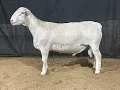 4562 Ram Lamb Online at Tays Realty Auction LLC