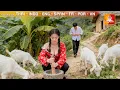 Download Lagu สาวบ้านนอกเลี้ยงแพะบนเขาถูกชายแปลกหน้าพรากพรหมจรรย์ ไม่รู้ว่าเขาคือ CEO มหาเศรษฐีมาขอสู่ขอ MP3