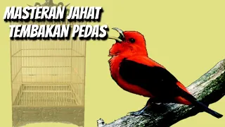 Download MASTERAN BESETAN KASAR !! Masteran Ampuh Untuk Burung Lomba MP3