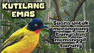 download mp3 suara pikat burung kutilang emas terbaik