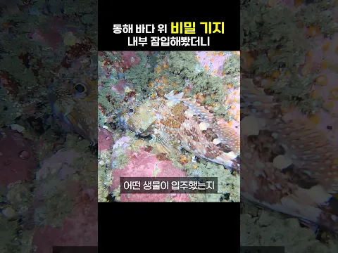 동해바다 내부 잠입