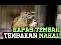 Download Lagu KAPAS TEMBAK TEMBAKAN MAHAL! KAPAS TEMBAK GACOR